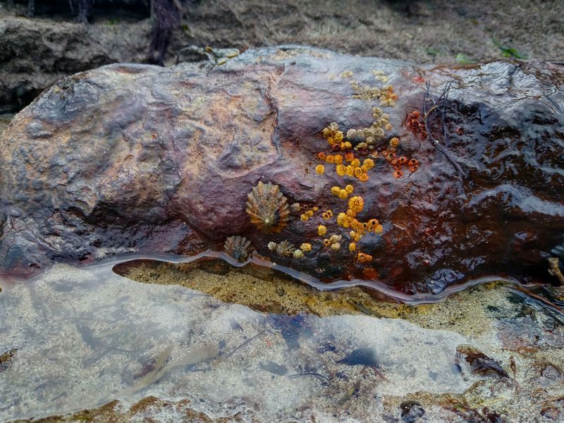 Rusty Barnacles
