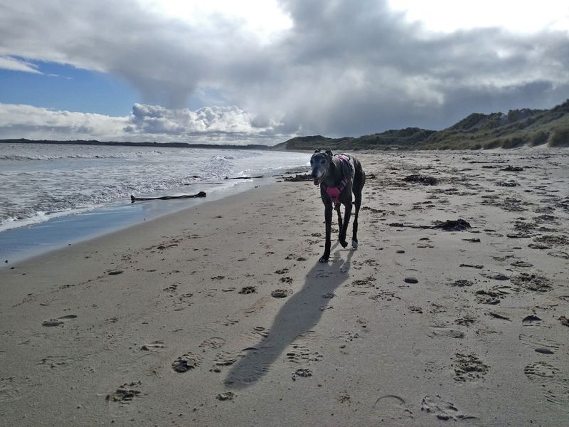 Beach Dotty