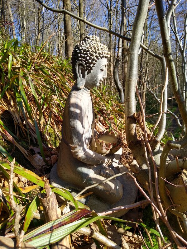 Buddha in the wild