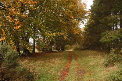 Dere Street