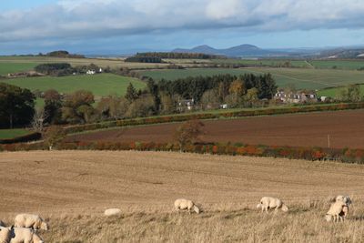 Autumn hedgerows