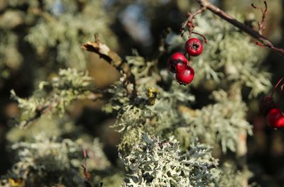 Hawthorn and lichen