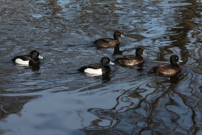 Tufted ducks