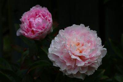g13/61/523761/3/173739517.e2125eeb.JPEG