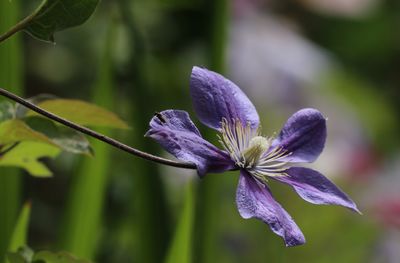 Clematis