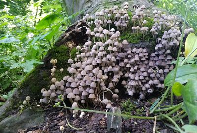 Mushroom tower