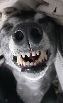 Wot you laughing at Dot?