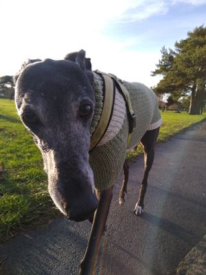 Why the long face?
