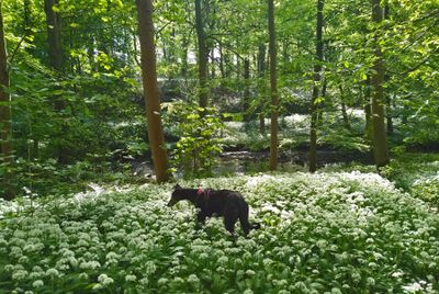 Dotty in wild garlic