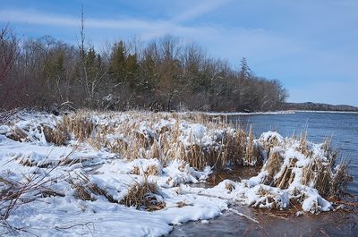 3 - A bunch of dried cattails.jpg