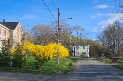 17 - Houses and forsythia.jpg