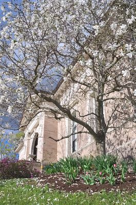 18 - Magnolia in front of the library.jpg