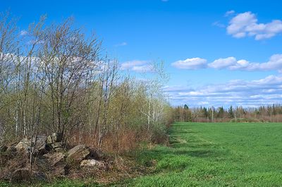 23 - A pasture reclaimed by forest.jpg