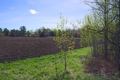 28 - Looking over a raked corn field.jpg