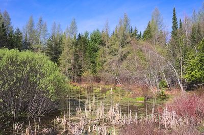 29 - Bog and white birches.jpg