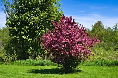 Maine - Appalachian Spring '25