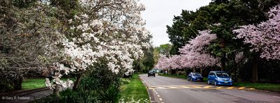 240907Cherry2223-Edit-x.jpg