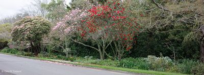 240907Cherry2226-Edit-x.jpg