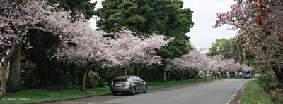 240907Cherry2228-Edit-x.jpg