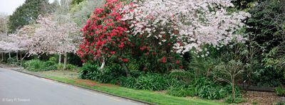 240907Cherry2229-Edit-x.jpg