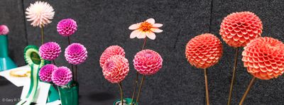 250118-LevinA+P-5609-w.jpg