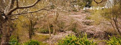 Blossom Valley