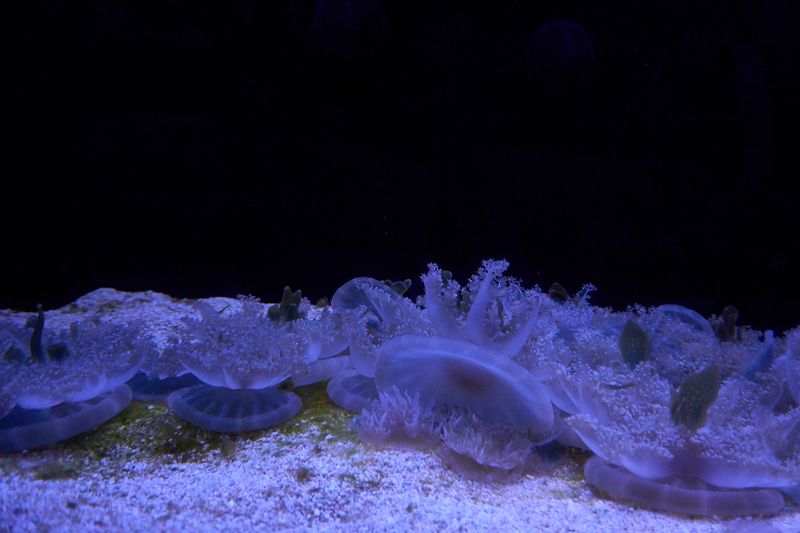 DSC02702.jpg