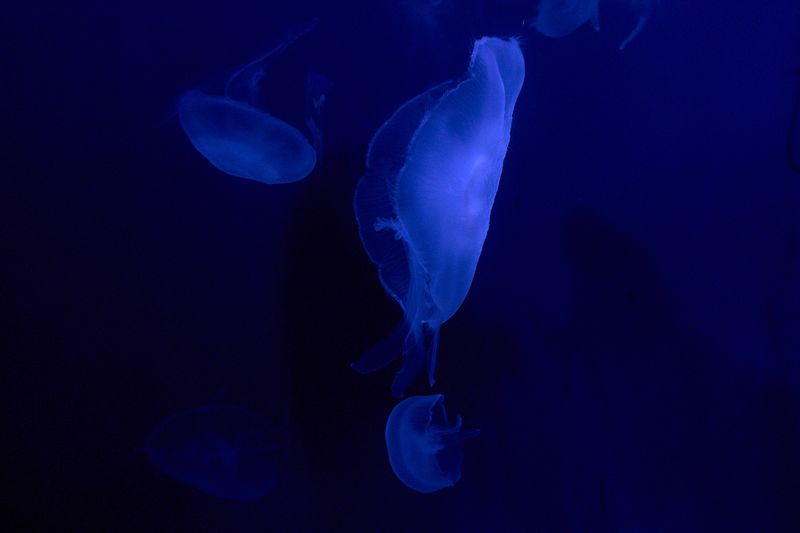 DSC02708.jpg