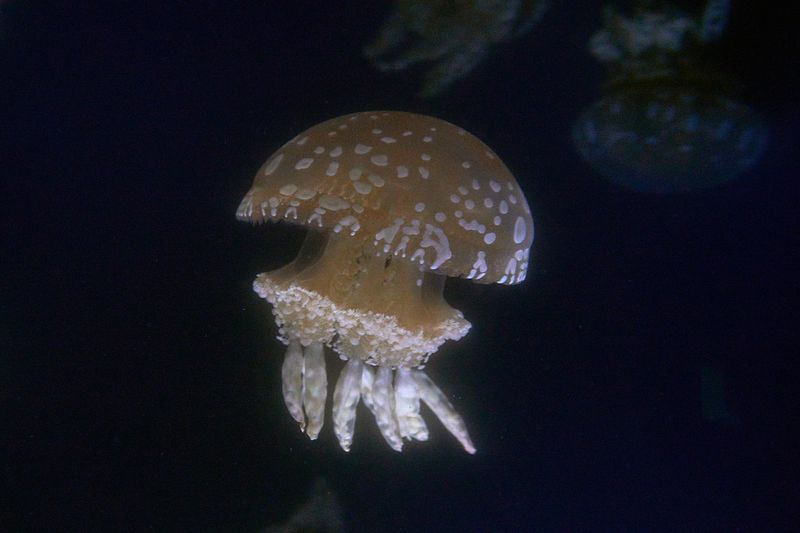 DSC02713.jpg