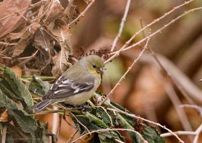 Bashful female Gold Finch