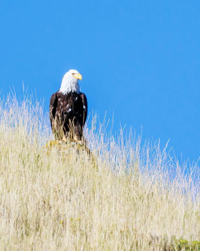 Bald_Eagle-230811-081551-6440.jpg