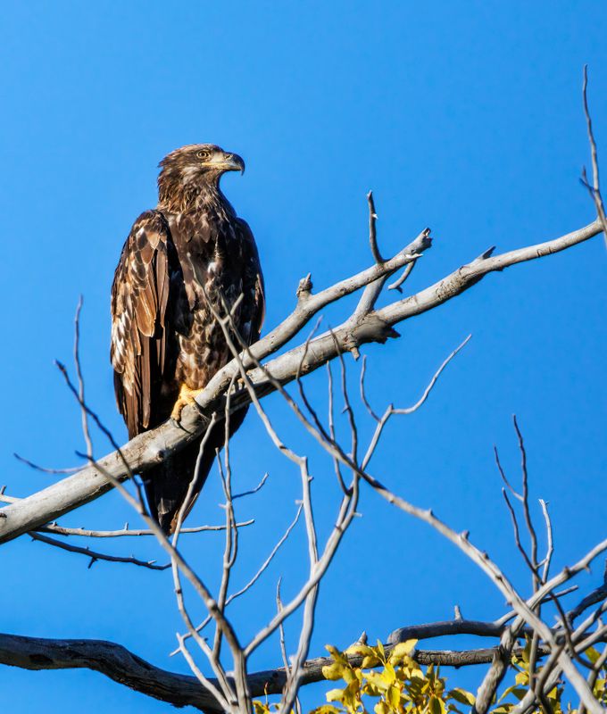 Bald_Eagle-230811-192638-6776.jpg