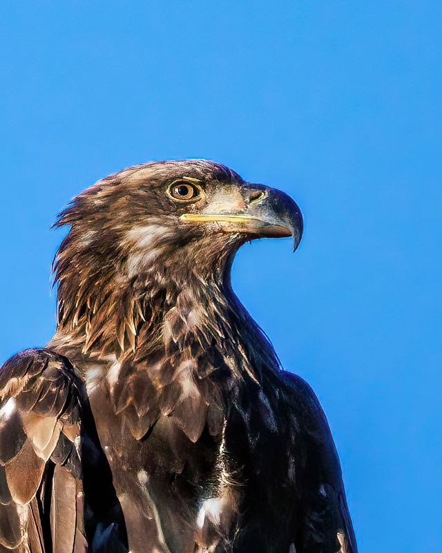 Bald_Eagle-Portrait-230811-192638-6776.jpg