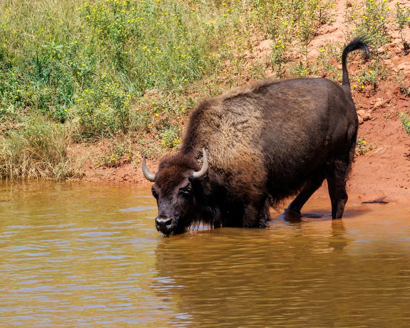 Bison-230807-131635-5353.jpg