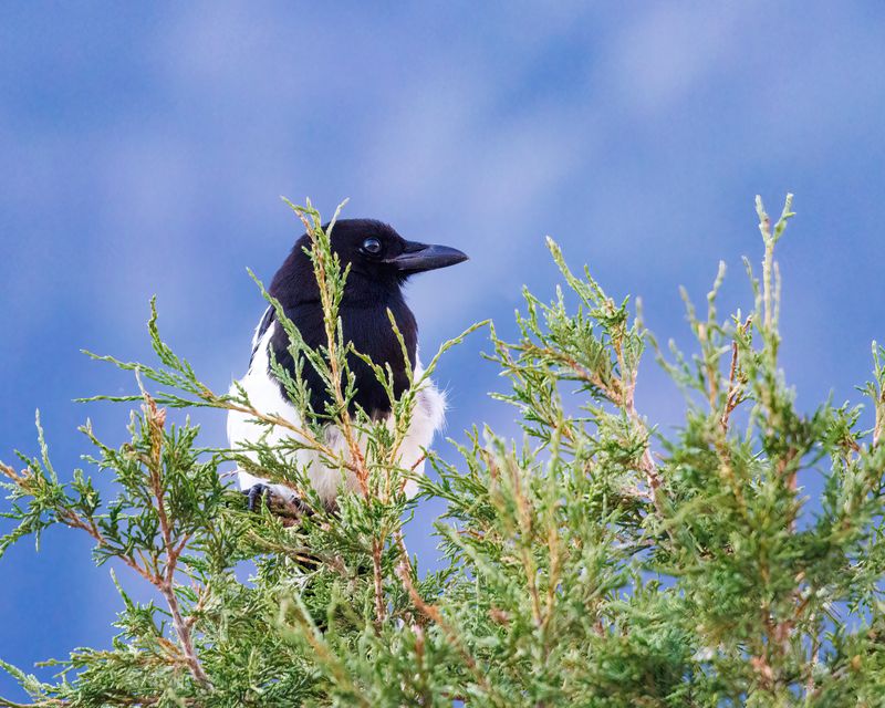 Black-Billed_Magpie-230811-071441-6315.jpg