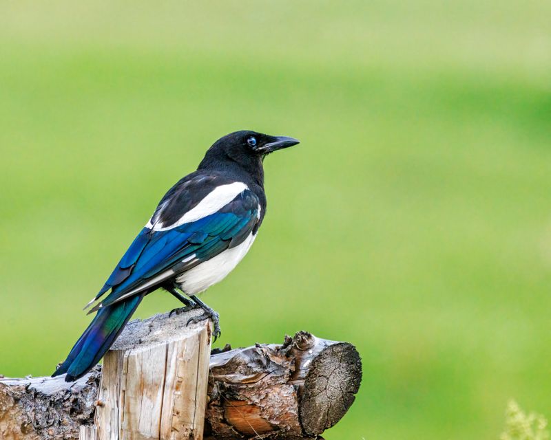 Black-Billed_Magpie-230816-184359-7986.jpg