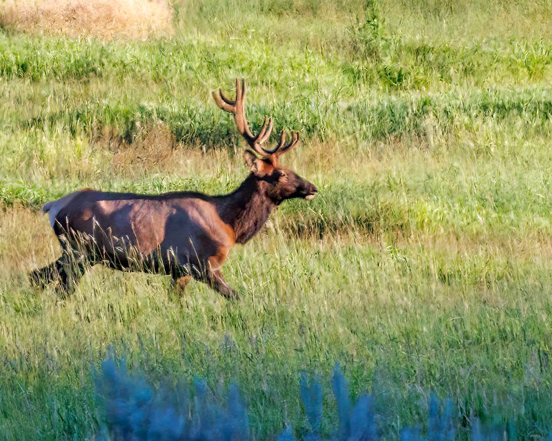 Bull_Elk-230811-191440-6631.jpg