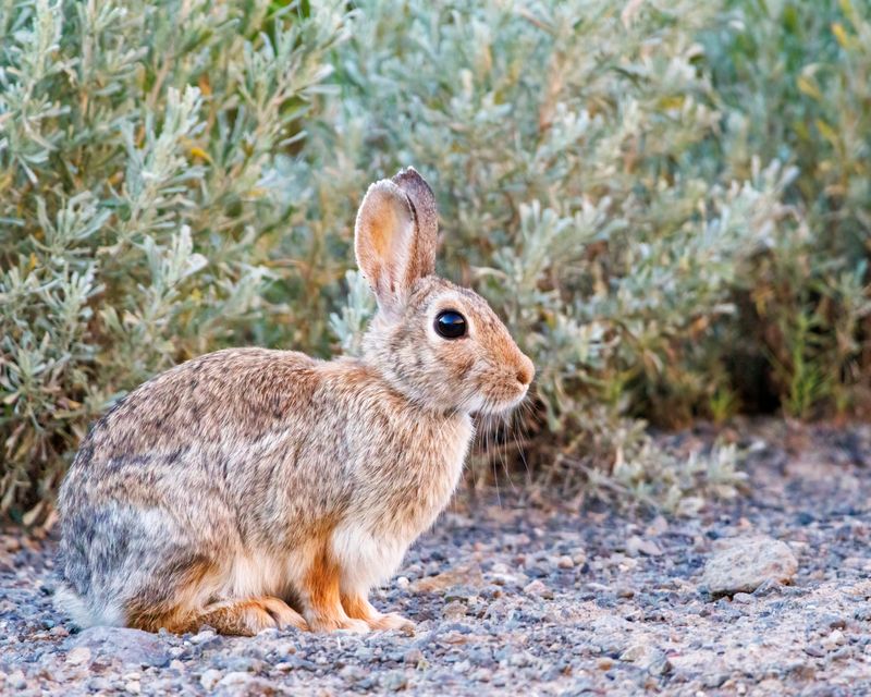 Cottontail_Rabbit-230811-071736-6362.jpg