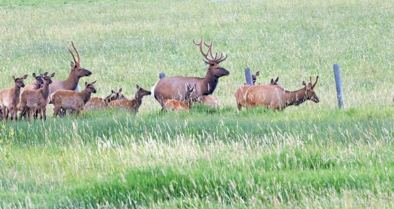 Elk-230811-191840-6686.jpg