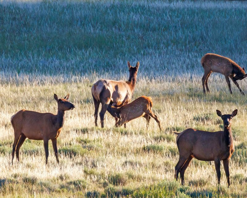 Elk-230814-192833-7532.jpg
