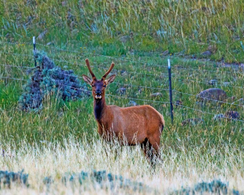 Elk-230814-193534-7587.jpg