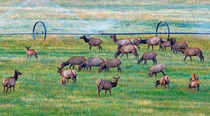 Elk_Cows-230829-065136-0745.jpg