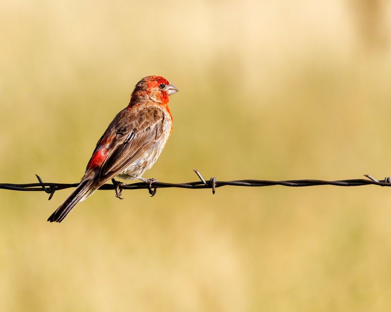 Finch_sp-230805-092103-4279.jpg