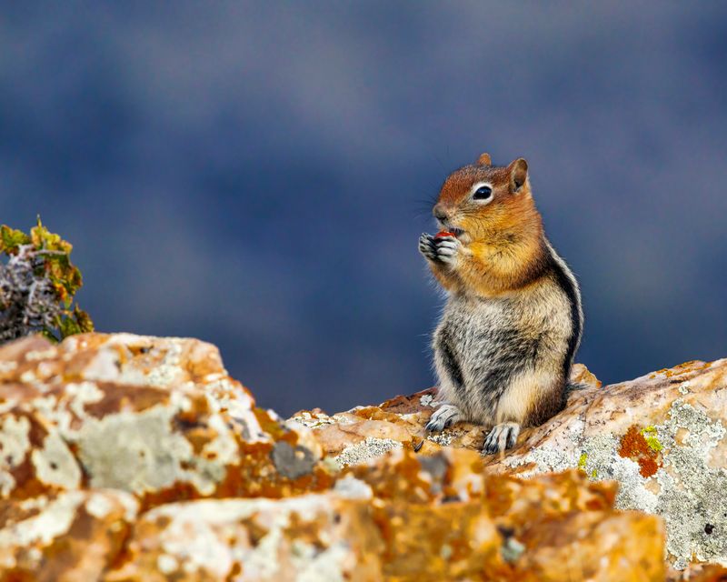 Golden-Mantled_Ground_Squirrel-230823-081726-8889.jpg