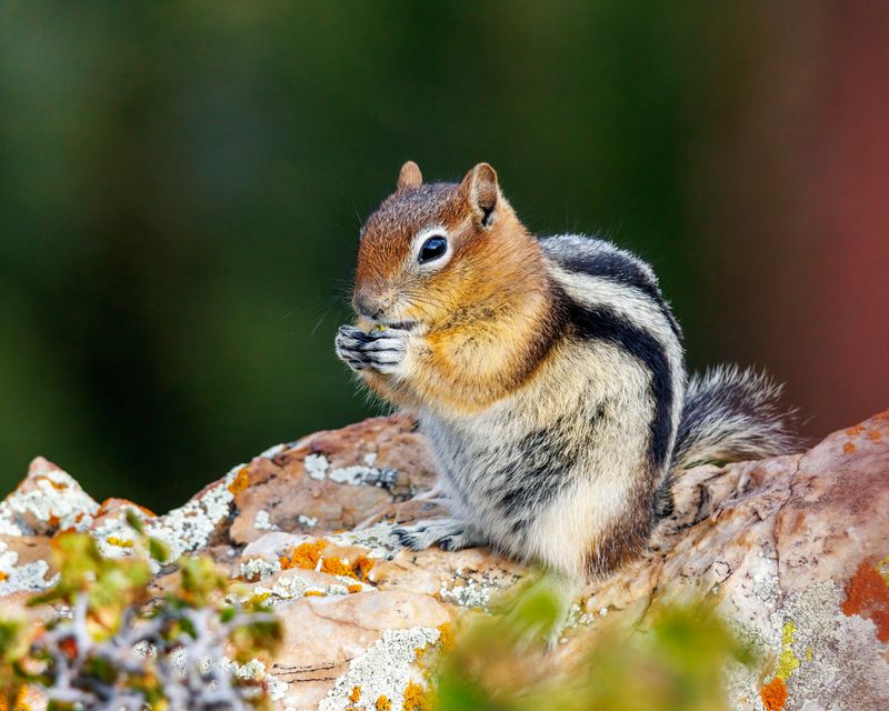 Golden-Mantled_Ground_Squirrel-230823-081835-8931.jpg