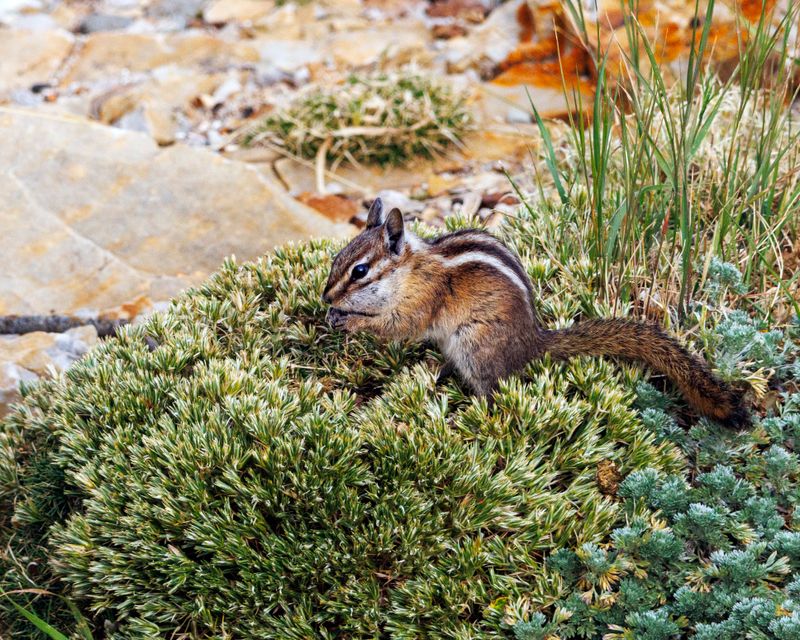 Least_Chipmunk-230823-082836-9103.jpg