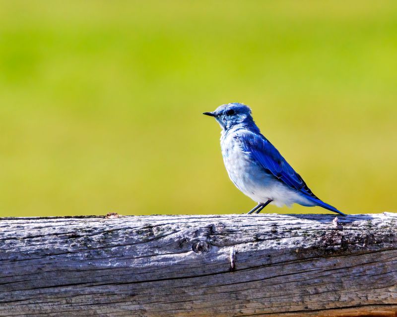 Mountain_Bluebird-230823-102952-9469.jpg