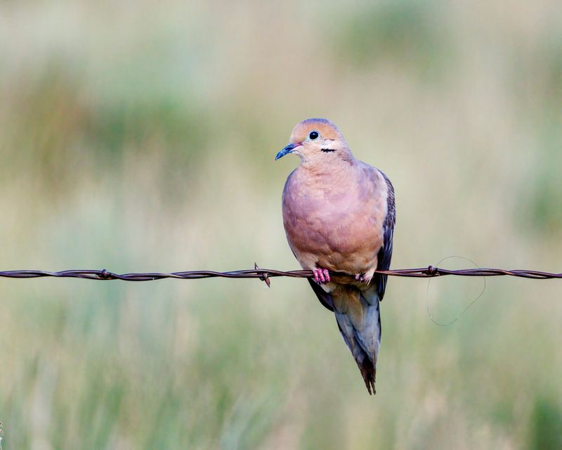 Mourning_Dove-230805-094041-4313.jpg