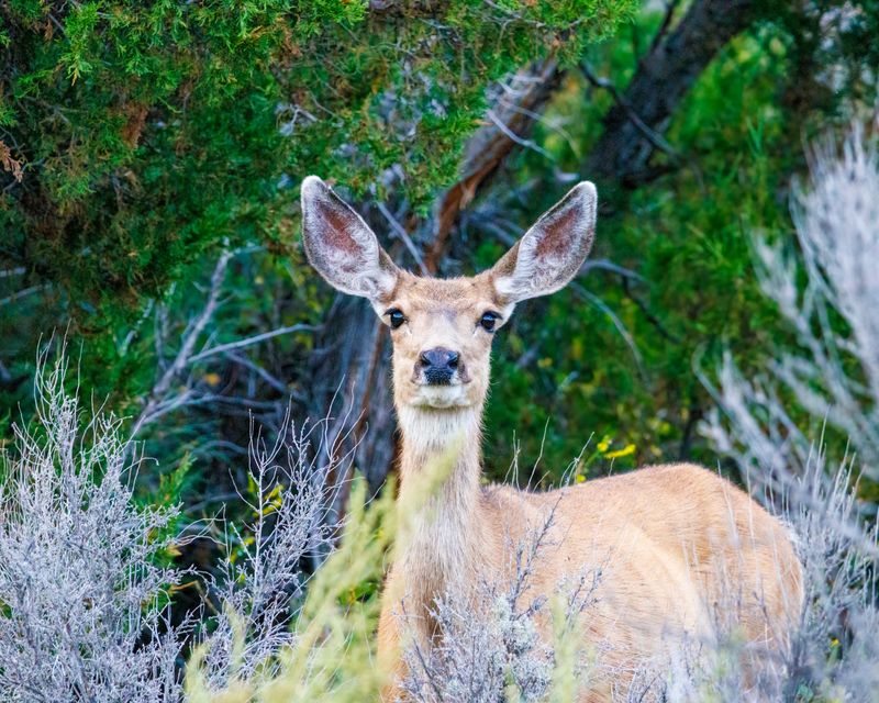 Mule_Deer-230829-192724-1293.jpg