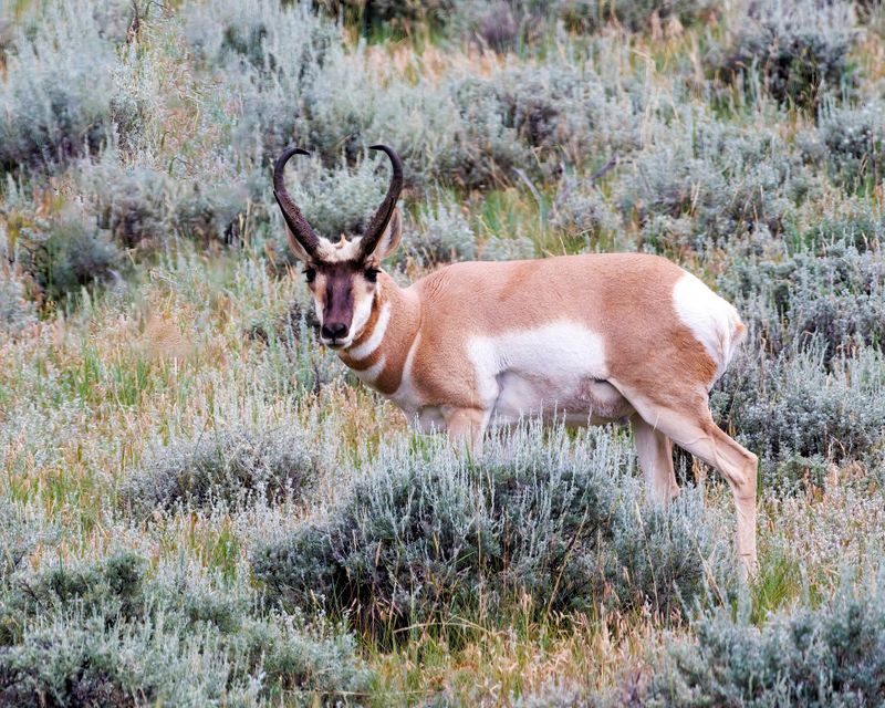 Pronghorn-230807-140752-5602.jpg